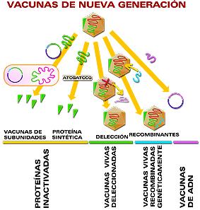 Recombinantes: Se utiliza la manipulación genética para producir alguno de los componentes del patógeno El primer antígeno recombinante comercial para humanos es el de la proteína de la cápside del