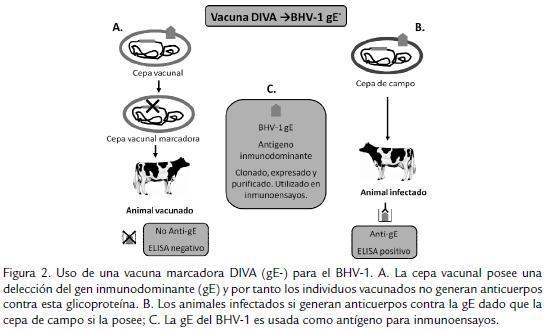 Differentiating Infected From Vaccinated Animals Marker vaccines Se deletean genes no esenciales
