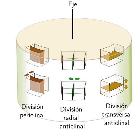 Nombre de las divisiones celulares según la orientación de sus planos de división respecto a la superficie del órgano en que se