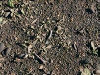 Otros resultados de interés Otros resultados observados por los autores y que pueden ser de utilidad en el manejo de suelo en olivar fueron: Las emergencias de Conyza en primavera se retrasaron hasta