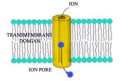 El transporte de iones a través de la membrana celular se produce mediante dos mecanismos: Canales o