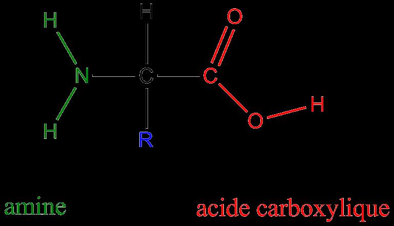 2. Grupos funcionales nitrogenados 2.3 Aminoácidos Compuestos en los que coexiste un ácido carboxílico (-COOH) y una amina (-NH 2 ).