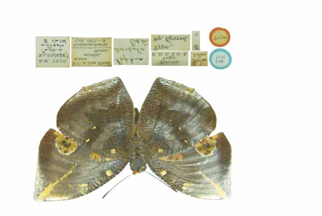 Nueva subespecie de Memphis aureola bates 161 Figura 1. Holotipo de Memphis aureola aureola (Bates), reverso (Museo Británico de Historia Natural, Londres).