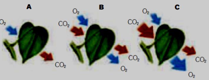 Quin és l objectiu d aquest procés (de la fotosíntesi)? Com funciona? (quins elements es necessiten, quins productes s obtenen,.