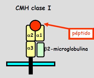 Expresión de CMH I FUNCIONES DE CMH I Presentan péptidos