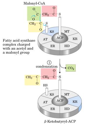 Se descarboxila el malonilo, y se transfiere el grupo acetilo desde el módulo KS para condensarse con el acilo (acetilo en este primer ciclo) que está