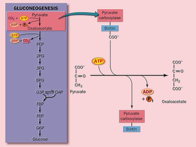 - La biotina es una coenzima que participa en reacciones de carboxilación.