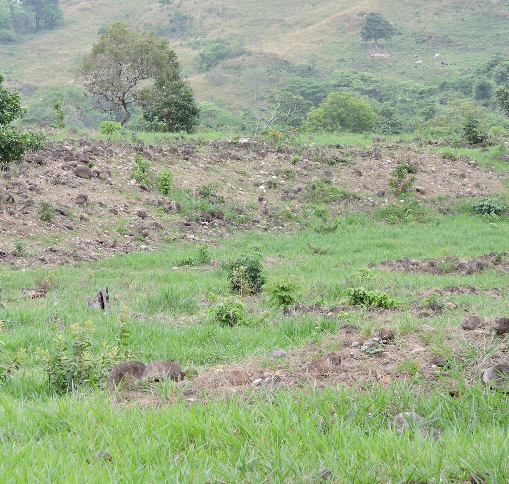 Los 40 análisis de suelos realizados en las 20 fincas de los beneficiarios del proyecto, en el paisaje de piedemonte cerro Zamaricote, reportan en promedio que: Predominan los suelos con texturas