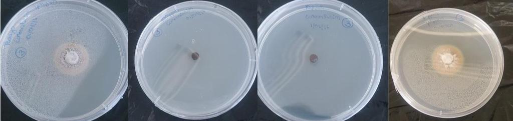 Evaluación in vitro de productos convencionales y alternativos para controlar Cylindrocarpon destructans, hongo asociado a la marchitez