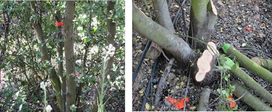Ensayos de silvicultura en plantaciones existentes Intervención silvícola en plantación de Quillay de 12 años Tipo intervención Objetivo Criterio Poda de ramas Levantar la copa para fines