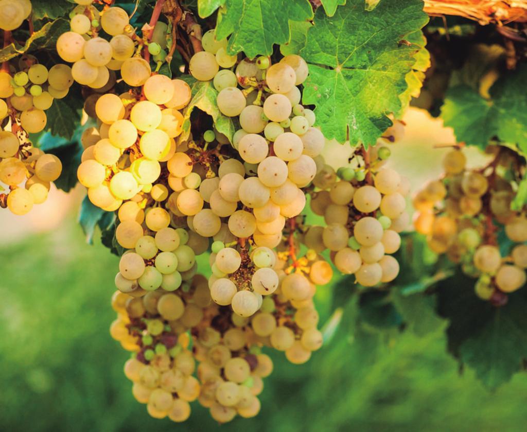 VINOS ROSADOS GARNACHA z La en solitario puede aportar personalidad diferenciada, sin menoscabo de la calidad organoléptica, en la elaboración de vinos con azúcares residuales.