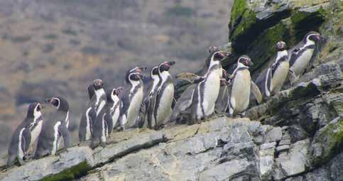 Aventúrate en una de las experiencias más hermosas de la región, y vive inolvidables momentos en la Reserva Nacional Pingüinos de Humboldt.