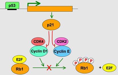 Detención del ciclo celular en G1 por inducción de p21 Tiempo
