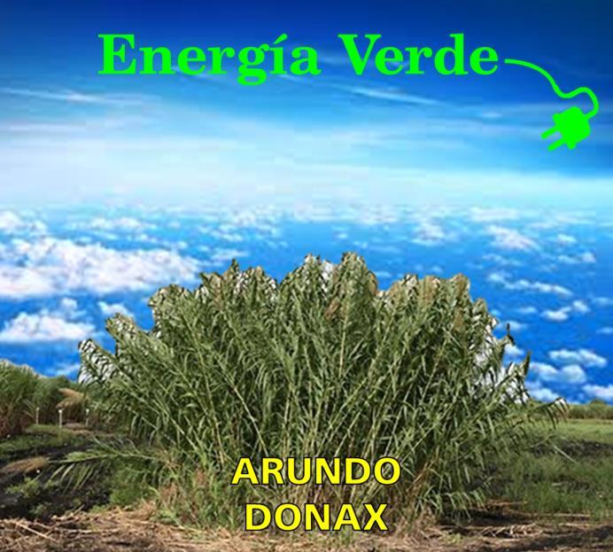 ARUNDO DONAX: El nuevo camino de las BIOENERGÍAS PUEDE SER EL CULTIVO IDEAL para las zonas áridas del Noroeste de la Provincia de Córdoba VERSATILIDAD ENERGÉTICA Puede ser utilizado para la