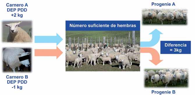 CONCEPTOS CLAVES 1 - Seleccione carneros que van a producir corderos rentables. 2 - Las evaluaciones genéticas son la forma más exacta de determinar el mérito genético.