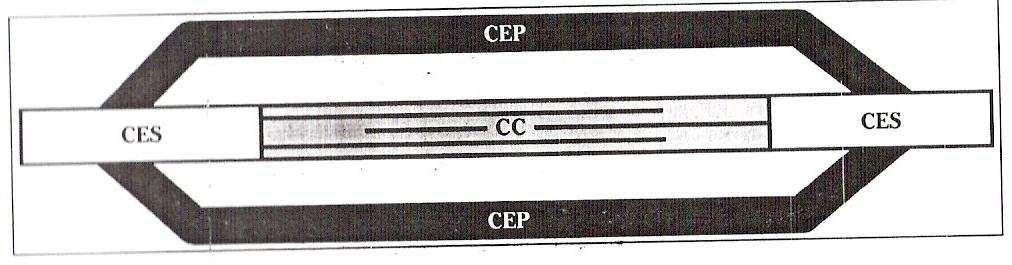 Conceptes CEP Component Elàstic en Parallel Teixit conjuntiu que envolta al múscul i a les seves fibres (Endomisi,