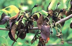 Plaga no cuarentenaria reglamentada (PNCR): Plaga no cuarentenaria cuya presencia en las plantas para plantar