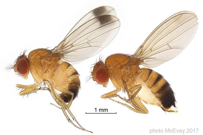 ALAS CON MANCHA SEMIRECTANGULAR Drosophila suzukii (Drosophila de las