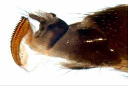 pequeños (2 a 3 mm) y lentos insectos voladores que generalmente tienen
