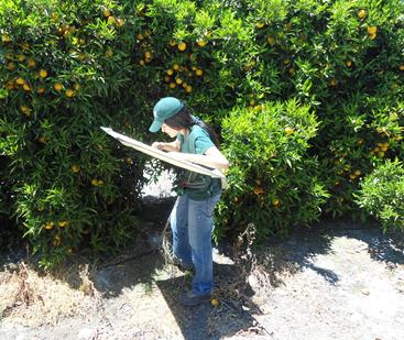 Superficie de Cítricos (naranjos, mandarinos, limoneros y pomelo): 17.639 hectáreas plantadas (CIREN-ODEPA, 2015). BACTERIA: Ausente. VECTOR: Ausente.
