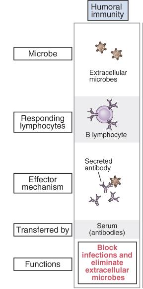 Secreción de Abs Suero y otros líquidos Células (LT) Células (LT) Funciones Bloquean y eliminan microrg