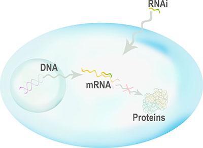 Aplicaciones terapéuticas de tecnología RNAi Tecnología RNAi El RNAi produce el silenciamiento de genes de manera específica mediante el empleo de pequeñas