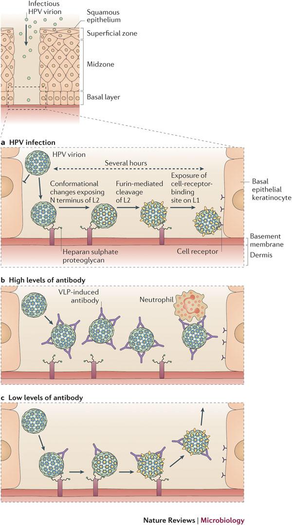 Mecanismos de infección por el VPH & de la prevención mediada por anticuerpos Schiller J; Lowy D.