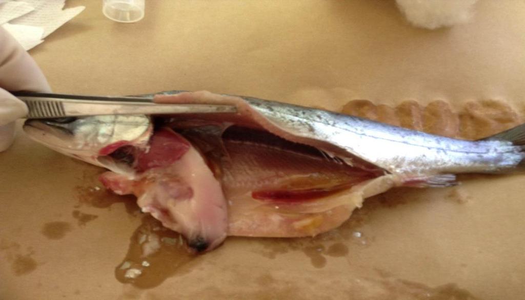Necropsia. Actividad que se realiza para analizar la sintomatología de los peces, que consta de un análisis anatomopatológico externo e interno.