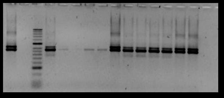 PCR convencional (Detección) En la literatura existe una gran cantidad de protocolos de PCR para