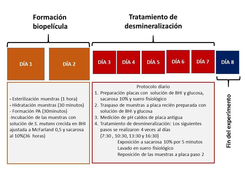 Figura 11. Esquema resumen de protocolo experimental para la formación de biopelícula y desmineralización de las muestras. 6.