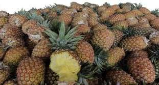 Según mayoristas, también se encuentran en el mercado otras variedades de papaya (Criolla, Maradol y Hawaiana) que provienen de las zonas productoras de la costa sur y oriente del país, que