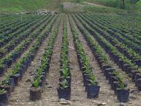 Inicio del Proyecto de Palma Africana El primer vivero fue sembrado en el año de 1976, para cubrir una área de 1500 ha.