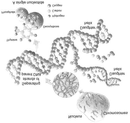 Núcleo Cromosoma r Cromo a Doble hélice Base nitrogenada Deoxirribosa Hélice hija Fosfato Nucleotido Hidrógeno Carbono Oxígeno Figura 1.