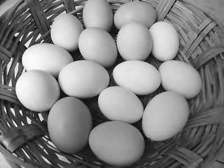 Lees bij de volgende tekst eerst de vraag voordat je de tekst zelf raadpleegt. Tekst 13 Sabes elegir los huevos? No todos los huevos son iguales.