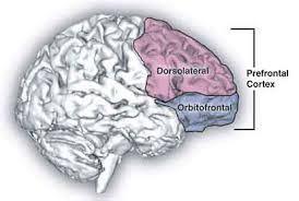 CORTEZA PREFRONTAL Ventromedial El daño a la corteza prefrontal dorsolateral puede resultar en el síndrome disejecutivo Problemas con el afecto, el juicio