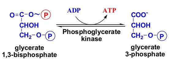 Intermediarios Metabólicos Activados 1- ATP: