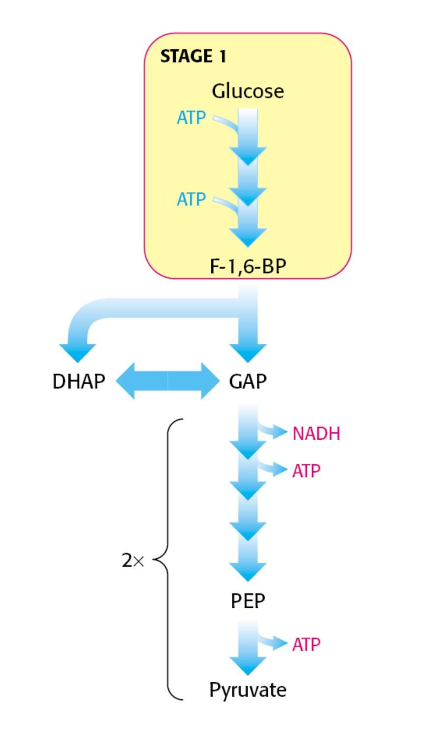Glucólisis PRIMERA FASE PREPARATIVA Mayoría de reacciones ENDERGÓNICAS Utilizan energía del ATP 5 reacciones SEGUNDA FASE: