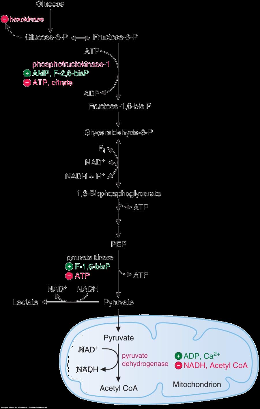 1 Regulación de la vía glucolítica 2 La velocidad de conversión de Glucosa en Piruvato se regula de manera de satisfacer dos requerimientos celulares: ATP e