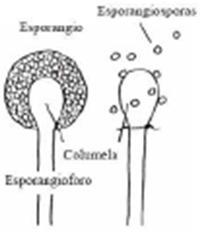 Esporangiosporas Se desarrollan dentro de un saco (esporangio) en la punta de