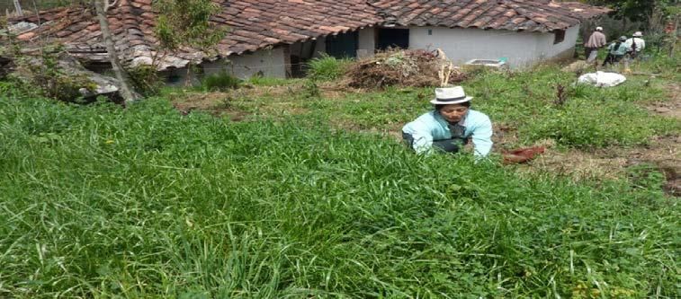 Corte de pasto reygrass y alfalfa