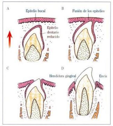 2.1.2. Fase eruptiva prefuncional Es la etapa en la que el órgano dental está en la boca pero sin establecer contacto con el antagonista.