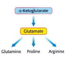 El glutamato es el precursor de glutamina, prolina y
