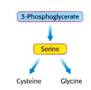 El 3-fosfoglicerato (de la glucólisis) es el precursor de serina Y la serina de la cisteína y