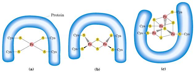 Recuerde que las agrupaciones hierro-azufre funcionan como transportadores de electrones Agrupaciones hierro-azufre Proteína Cada una de