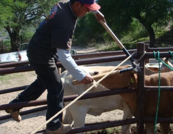 Dalia Osornio Martínez, con apoyo de un peón, realizo el descorné de 2 de sus vaquillas, las cuales van a entrar a su primer época de empadre y que por mejor manejo
