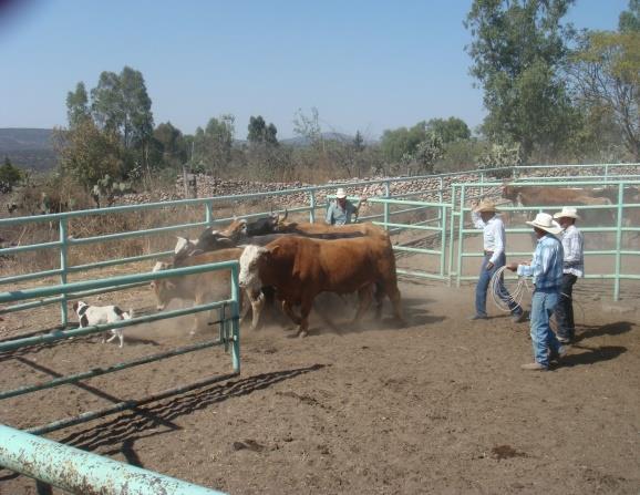 Felipe muestreando el ganado del Maurino Ríos Osornio.