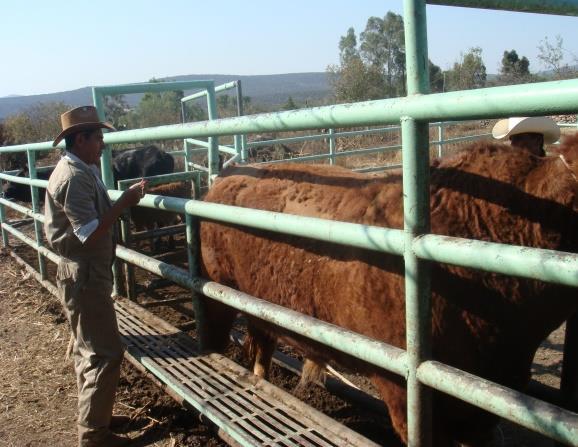 Luis Ugalde Badillo arreando su ganado tomarles muestras de sangre y