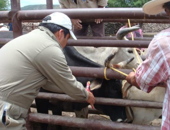 Rosalba Ríos Osornio, dado que estas becerras las va a dejar como reemplazos para mejorar la calidad genética de su hato de ganado, esto porque las becerras tienen buen aspecto físico.