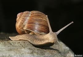 -A SNAIL CAN SLEEP FOR THEREE
