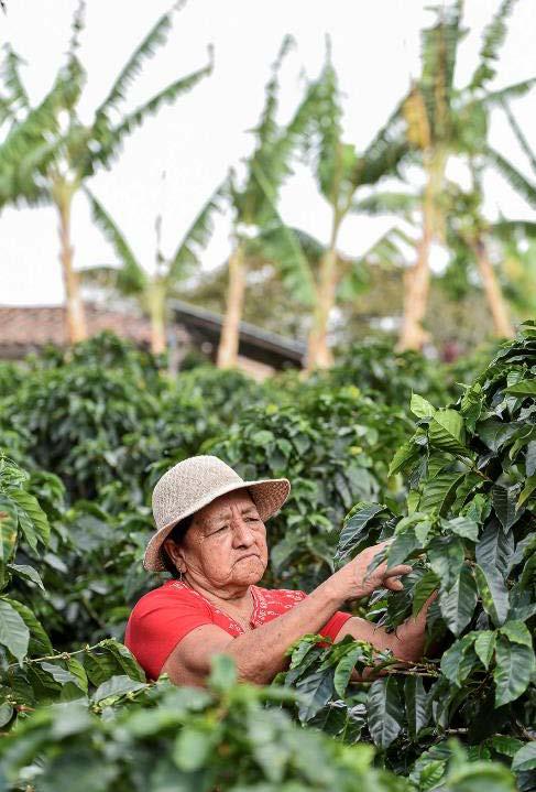 La caficultura y los pequeños productores La mayor parte de la caficultura de Centroamérica está en manos de pequeños productores Se estima que 1,9 millones de personas dependen de la